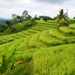 Rice Terrace Bali